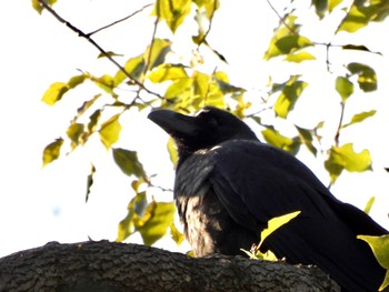 ハシブトガラス 東京港野鳥公園 2023年2月11日(土)