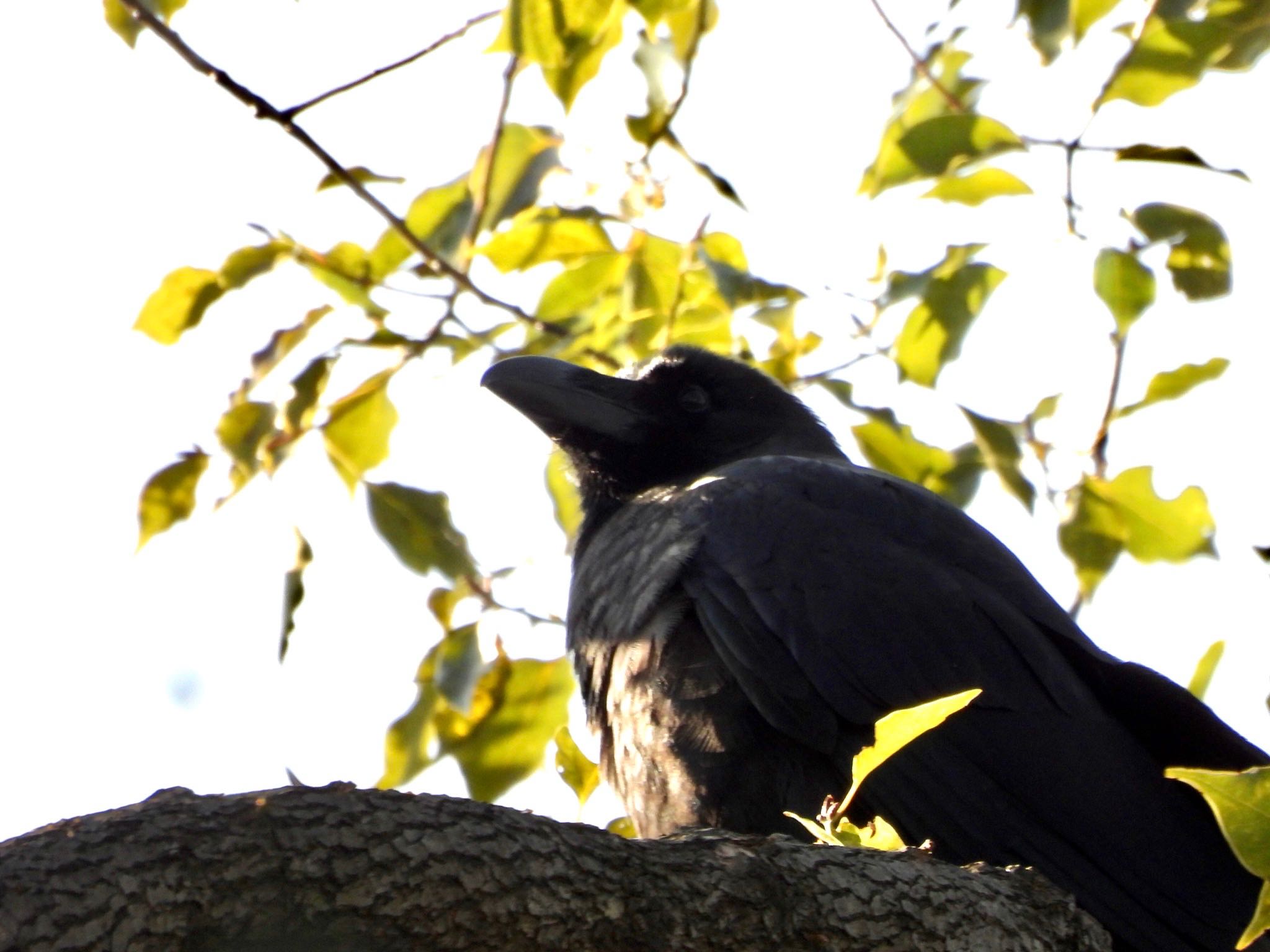 Large-billed Crow