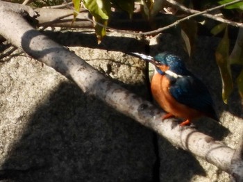 カワセミ 東京港野鳥公園 2023年2月11日(土)