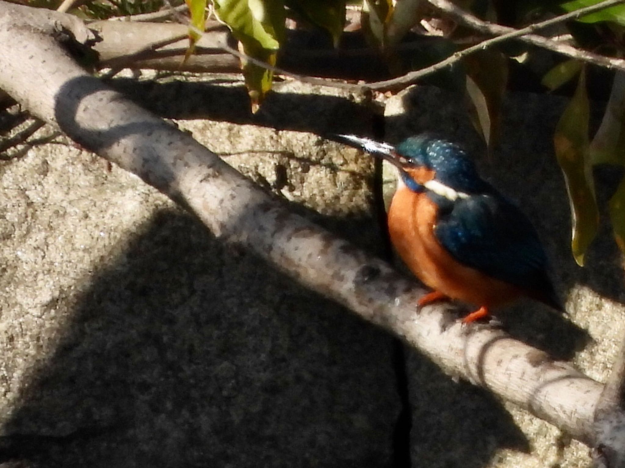 東京港野鳥公園 カワセミの写真 by くー