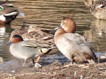 ホシハジロ 東京港野鳥公園 2023年2月11日(土)