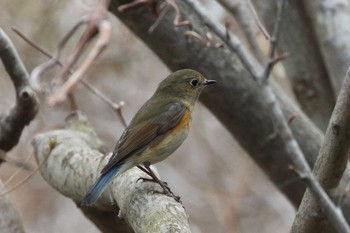 Red-flanked Bluetail Hakodateyama Sun, 4/22/2018