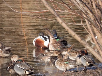 ハシビロガモ 東京港野鳥公園 2023年2月11日(土)