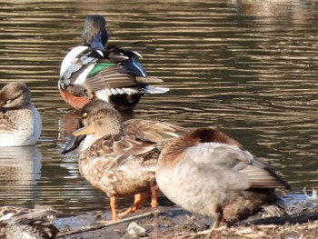 ハシビロガモ 東京港野鳥公園 2023年2月11日(土)