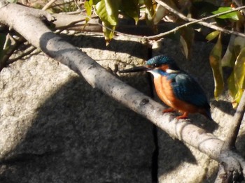 カワセミ 東京港野鳥公園 2023年2月11日(土)