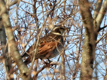 ツグミ 東京港野鳥公園 2023年2月11日(土)