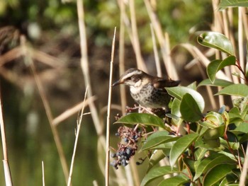 ツグミ 東京港野鳥公園 2023年2月11日(土)