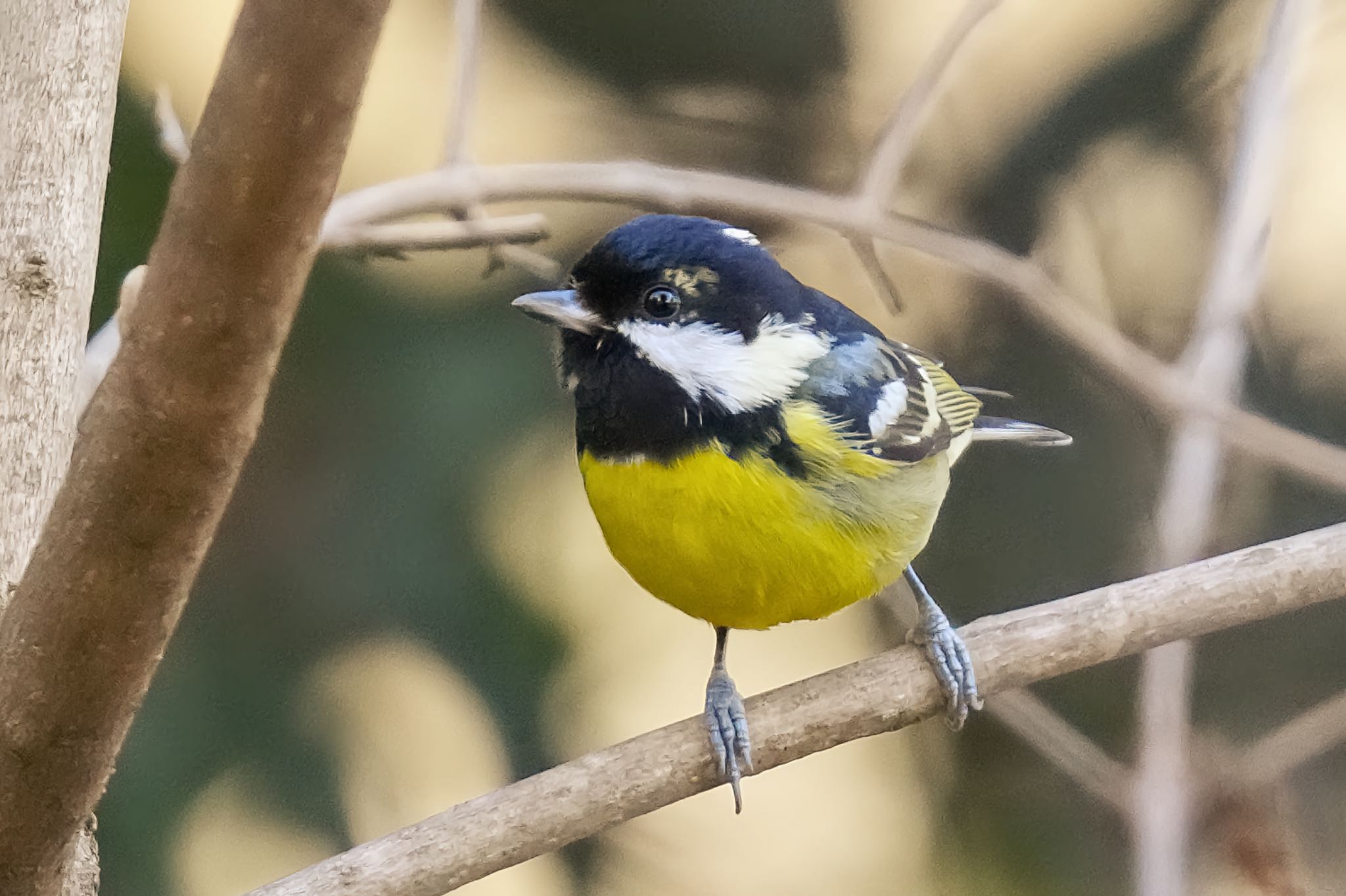 Yellow-bellied Tit