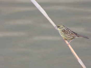 2023年2月12日(日) 大島新田調節池の野鳥観察記録