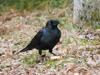 2023年2月3日(金) 京都府立植物園の野鳥観察記録