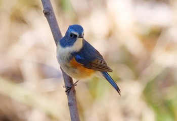 ルリビタキ 秋ヶ瀬公園 2023年2月6日(月)