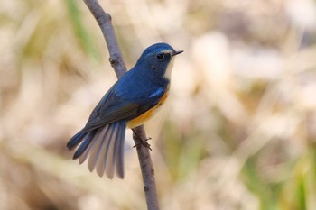 ルリビタキ 秋ヶ瀬公園 2023年2月6日(月)