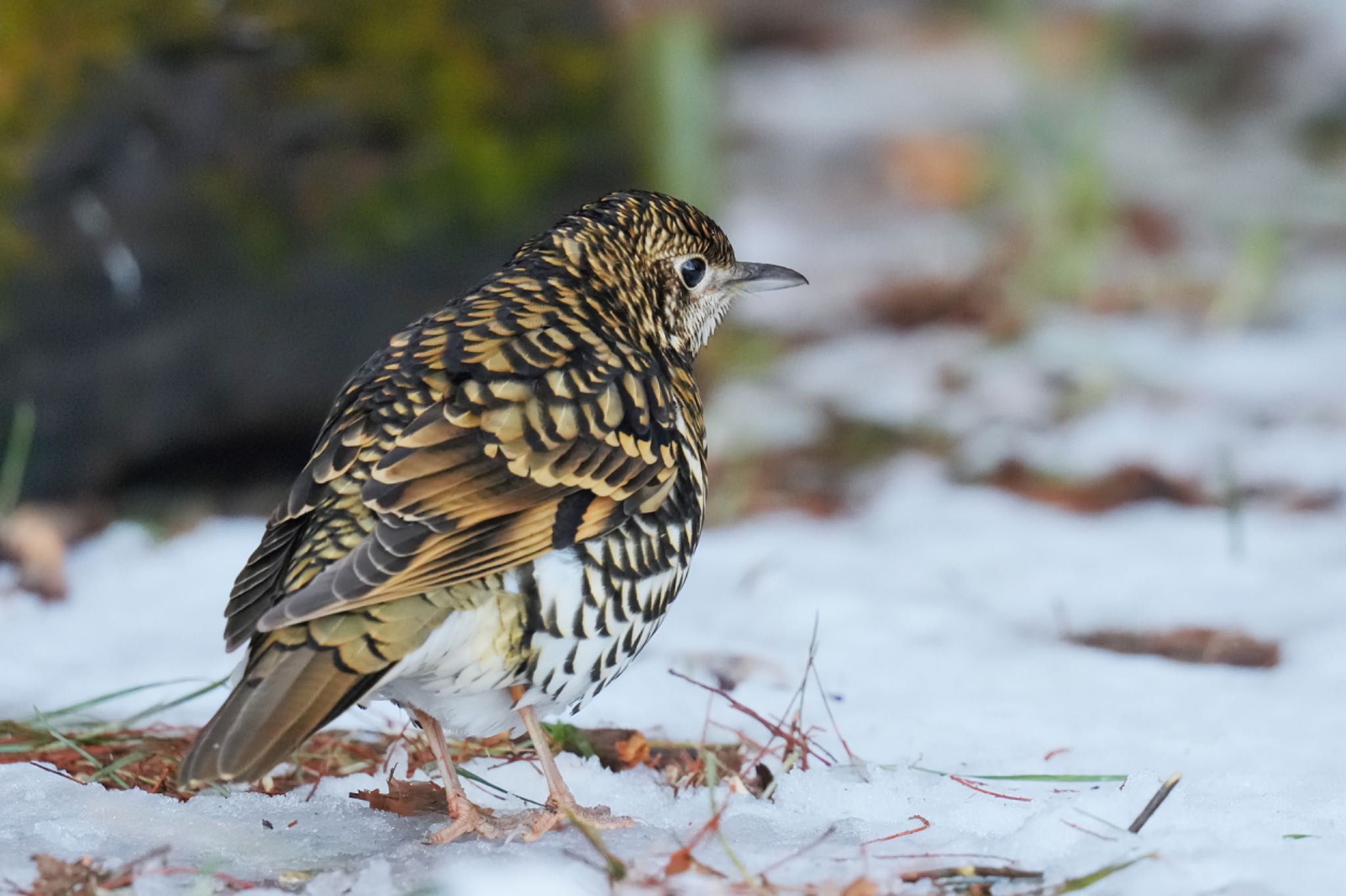 White's Thrush