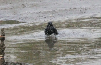 2023年2月12日(日) 美濃川河口(知多市)の野鳥観察記録