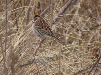 Little Bunting 岡山旭川 Unknown Date