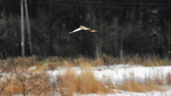 2023年2月12日(日) 南牧村の野鳥観察記録