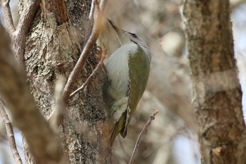 Grey-headed Woodpecker Hakodateyama Sun, 4/22/2018