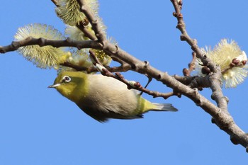 Warbling White-eye Hakodateyama Sun, 4/22/2018