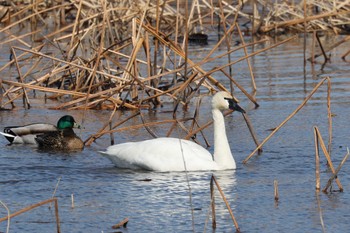 Tundra Swan(columbianus) 群馬県板倉 Sat, 2/11/2023