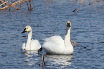 Tundra Swan(columbianus) 群馬県板倉 Sat, 2/11/2023