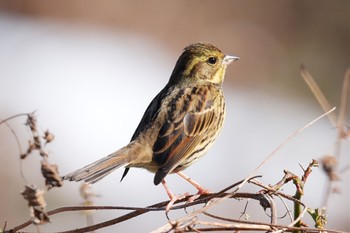 Masked Bunting Akigase Park Sat, 2/11/2023