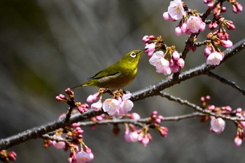 メジロ みかも山公園 2019年3月15日(金)