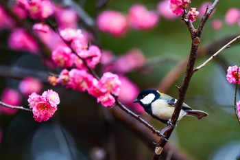 シジュウカラ 大宮第二公園 2018年2月23日(金)