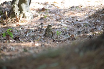 White's Thrush Osaka castle park Sun, 2/12/2023