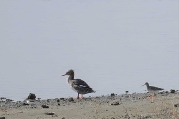 ウミアイサ 大阪南港野鳥園 2023年2月12日(日)