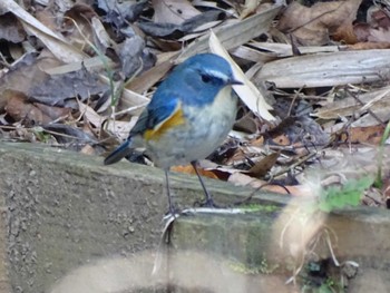 Red-flanked Bluetail 生田緑地 Sun, 2/12/2023