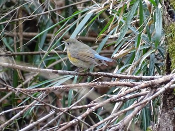 Red-flanked Bluetail 生田緑地 Sun, 2/12/2023