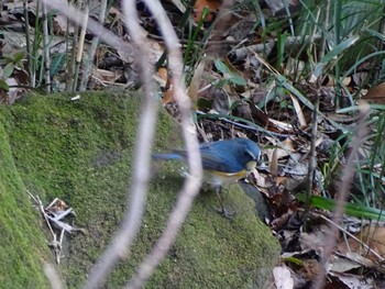 Red-flanked Bluetail 生田緑地 Sun, 2/12/2023