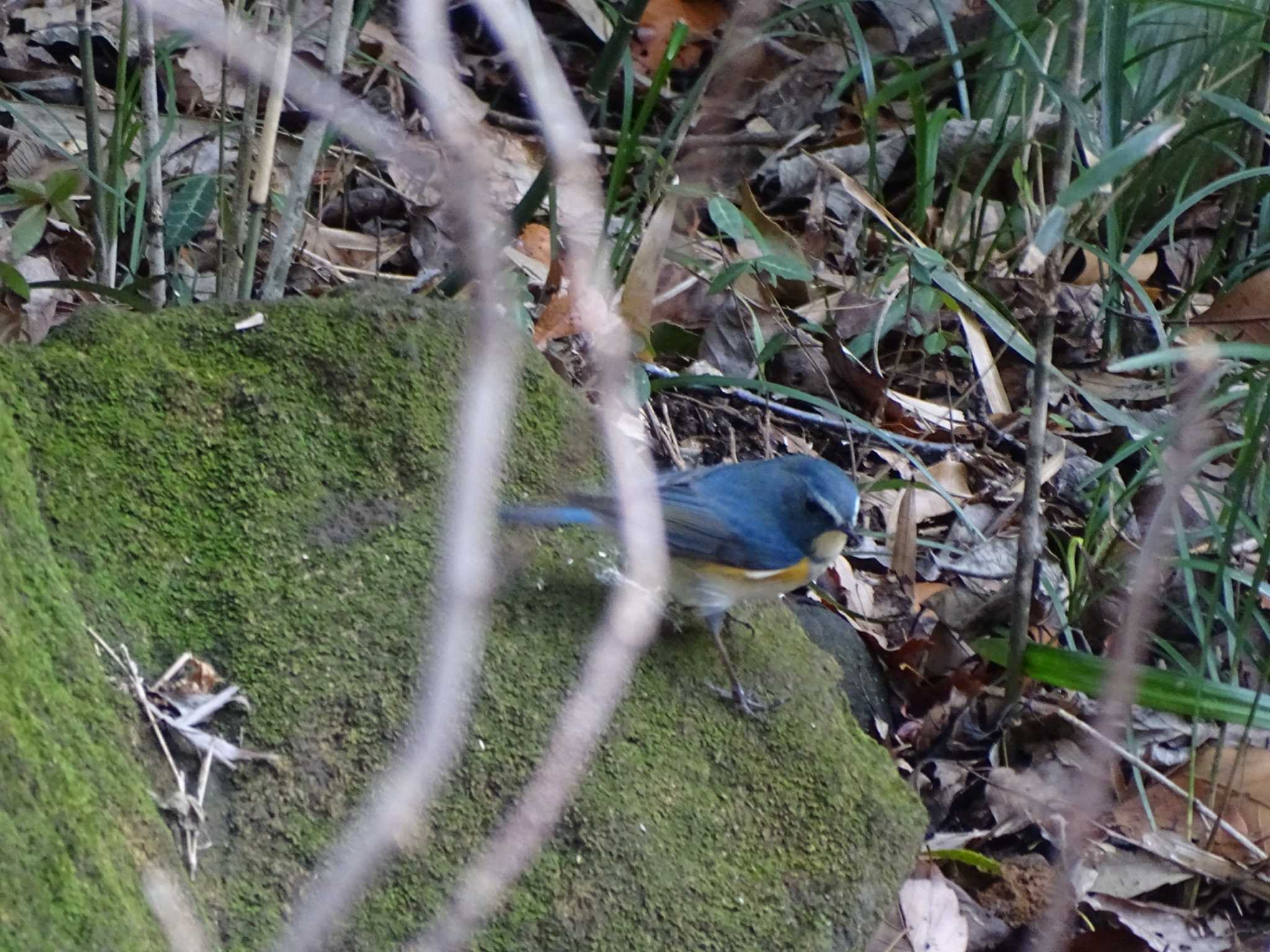 Red-flanked Bluetail