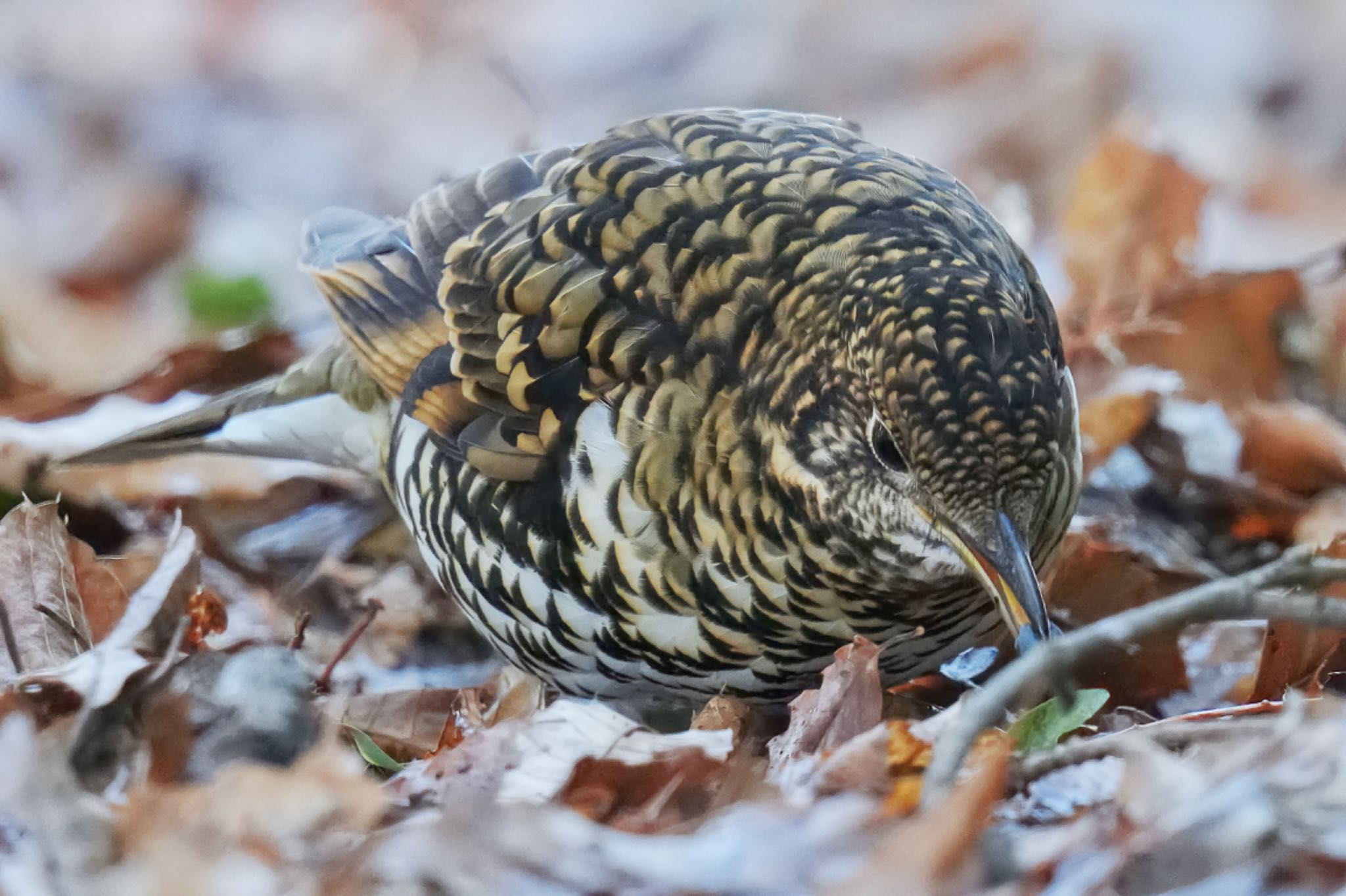 White's Thrush