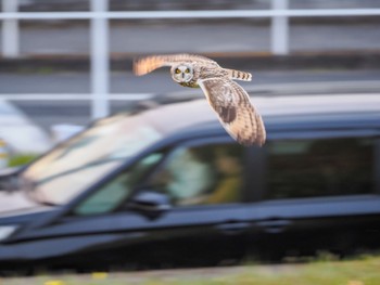 Sun, 2/12/2023 Birding report at 江戸川