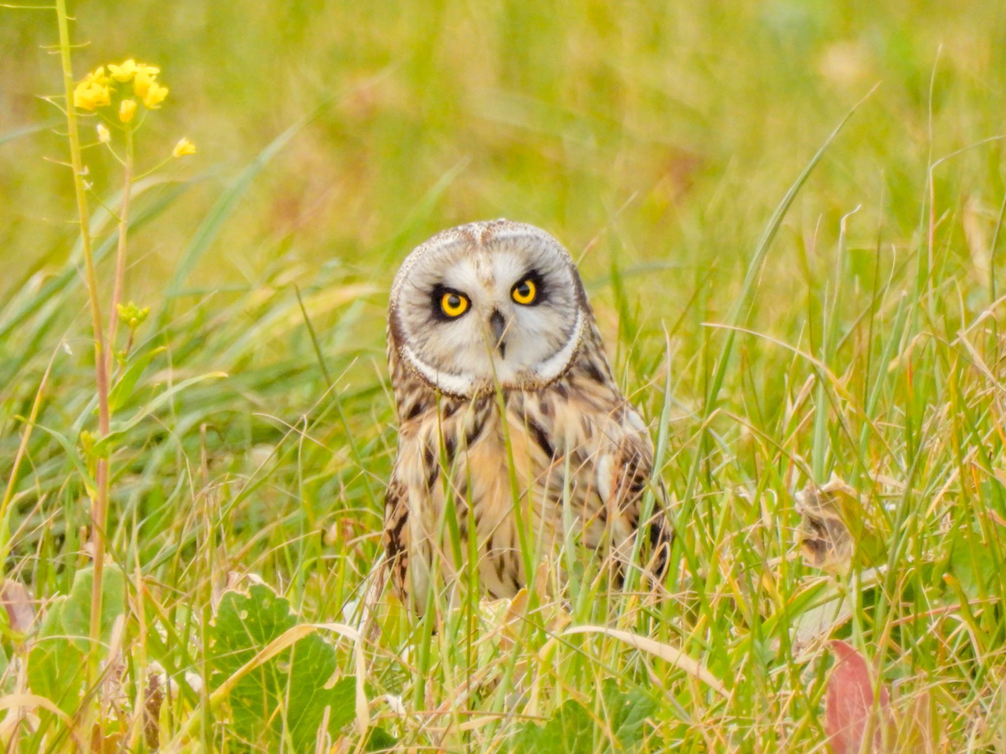 Short-eared Owl