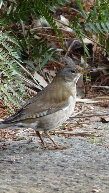 Pale Thrush 生田緑地 Wed, 2/8/2023