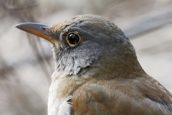 Pale Thrush 杉並区 Sun, 2/12/2023