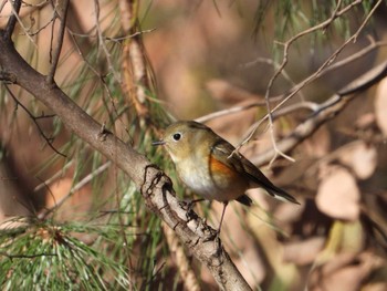 Red-flanked Bluetail 武田の杜 Sat, 12/31/2022