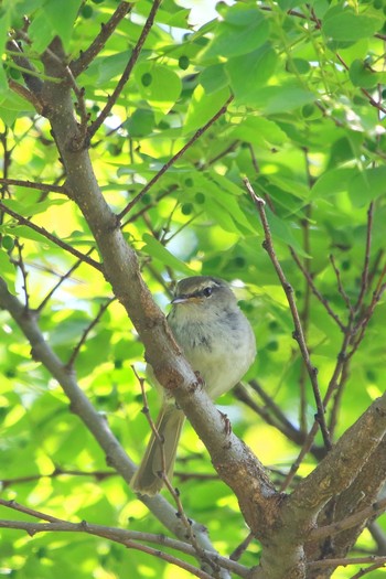 ウグイス 埼玉県 2018年4月22日(日)