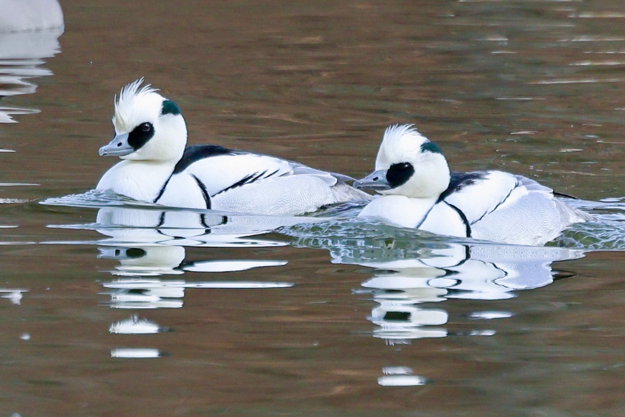 Photo of Smew at 栃木県 by amachan