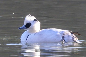 Smew 栃木県 Sat, 1/28/2023