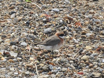 Sun, 4/22/2018 Birding report at 兵庫県明石市