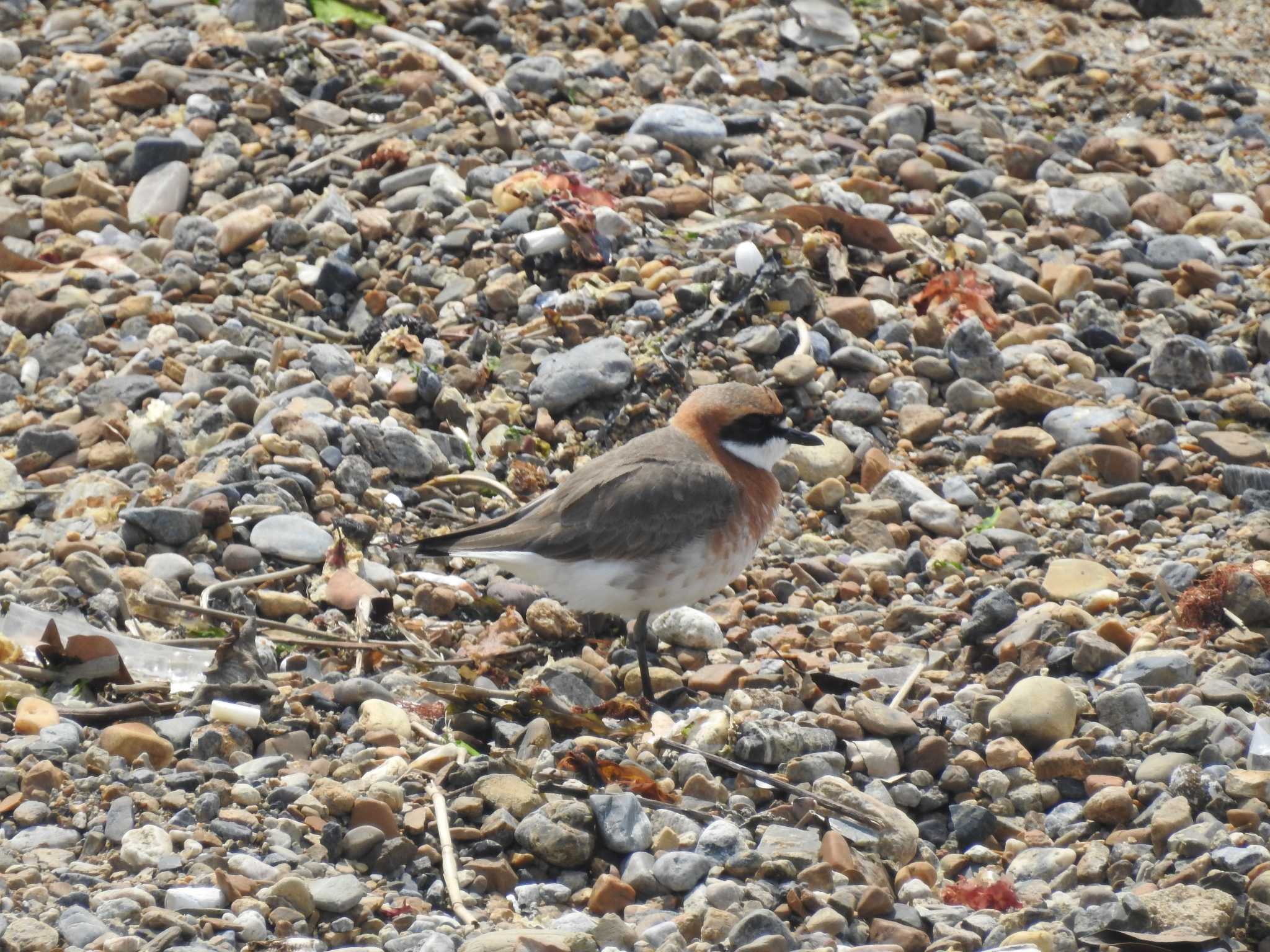 Siberian Sand Plover