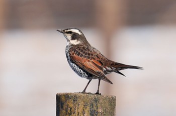 Dusky Thrush Akigase Park Sat, 2/11/2023