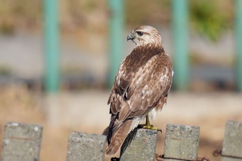 ノスリ 秋ヶ瀬公園 2023年2月11日(土)