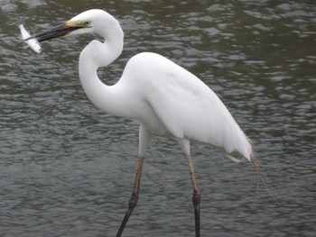 チュウダイサギ 与論 2018年4月12日(木)