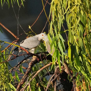 Shikra Pattaya, Chonburi, Thailand Tue, 2/14/2023