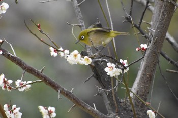 Warbling White-eye 鹿児島市石橋公園 Fri, 2/10/2023