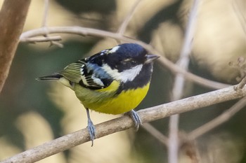 Yellow-bellied Tit 杉並区 Sun, 2/12/2023